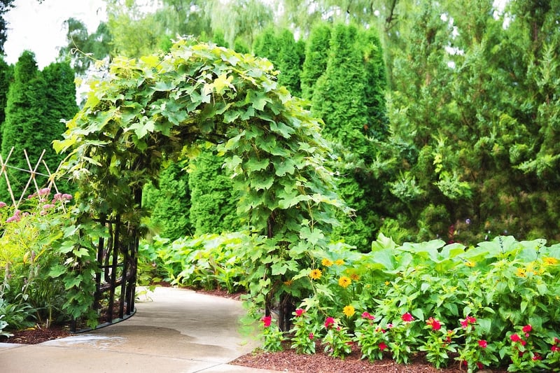 Magical Arbor in Garden