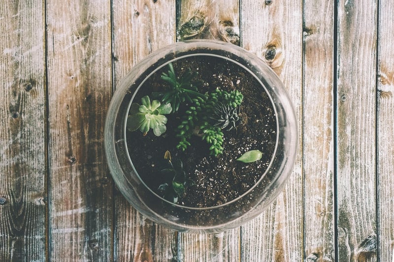 Botanical Wonderland